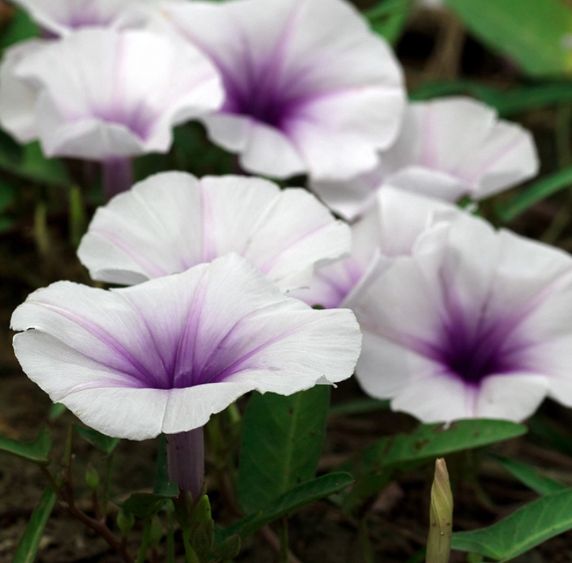 Moonflower Nectar