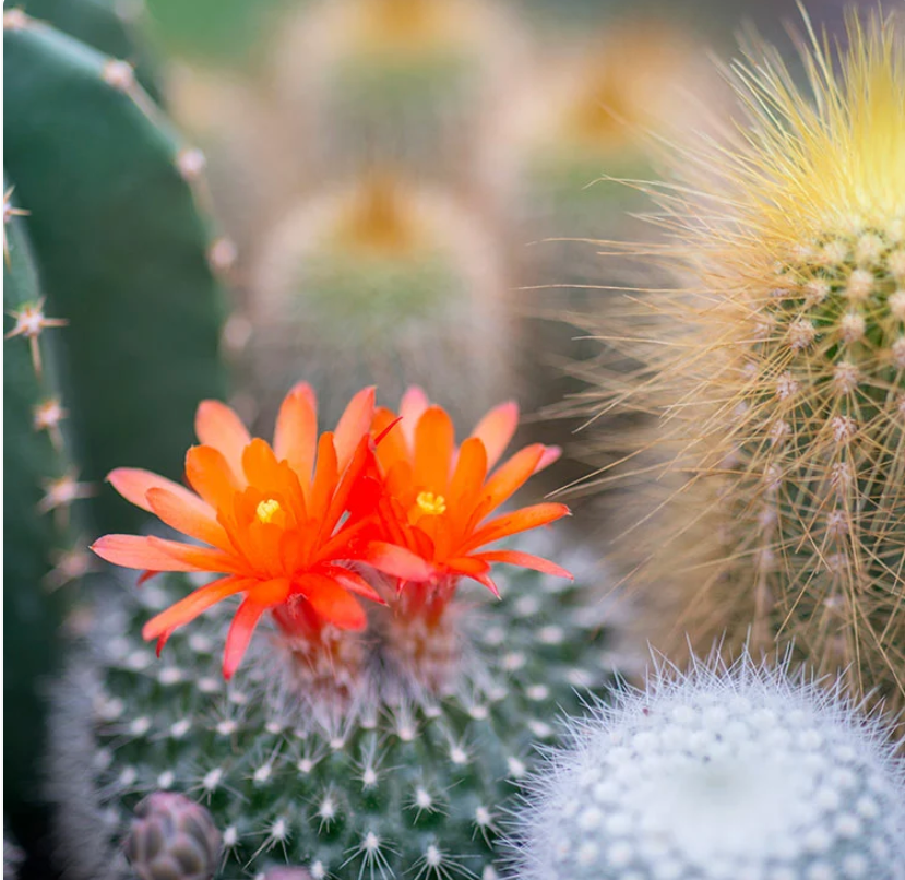 Cactus Flower and Jade