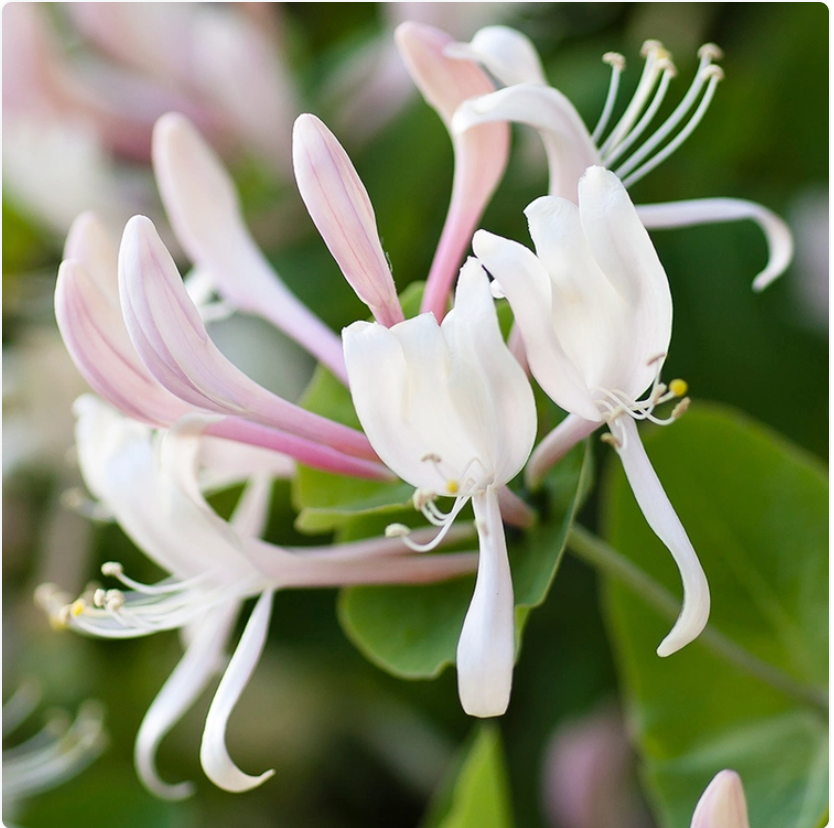 Honeysuckle and Jasmine