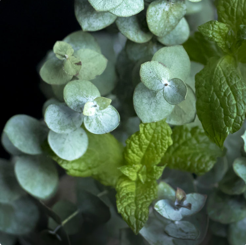 Peppermint & Eucalyptus