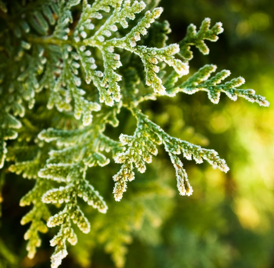 Cypress and Bayberry