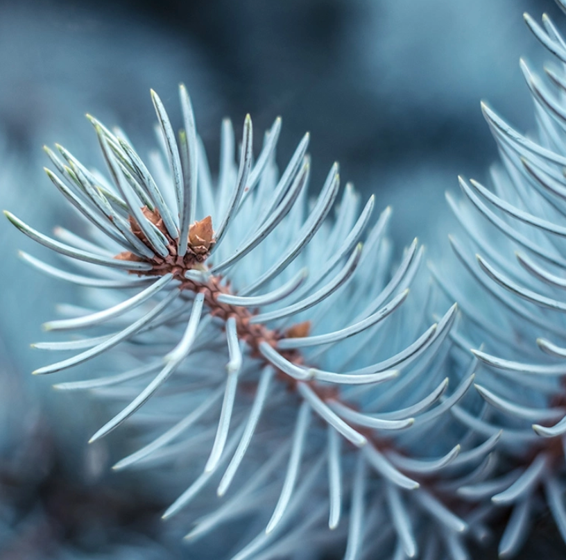 Blue Spruce