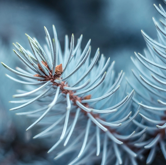 Blue Spruce