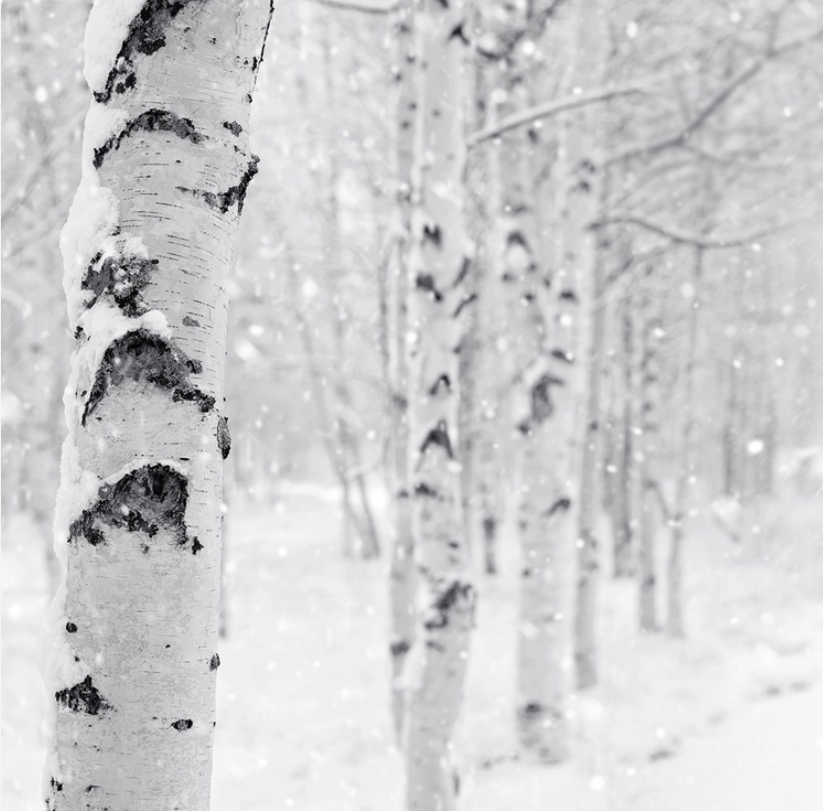 Woodland Snow