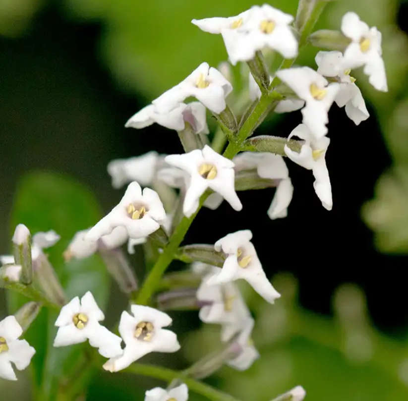 Lemon Verbena