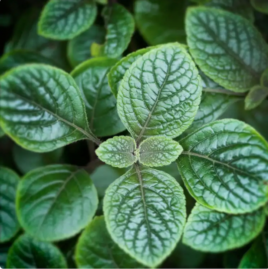 Garden Mint
