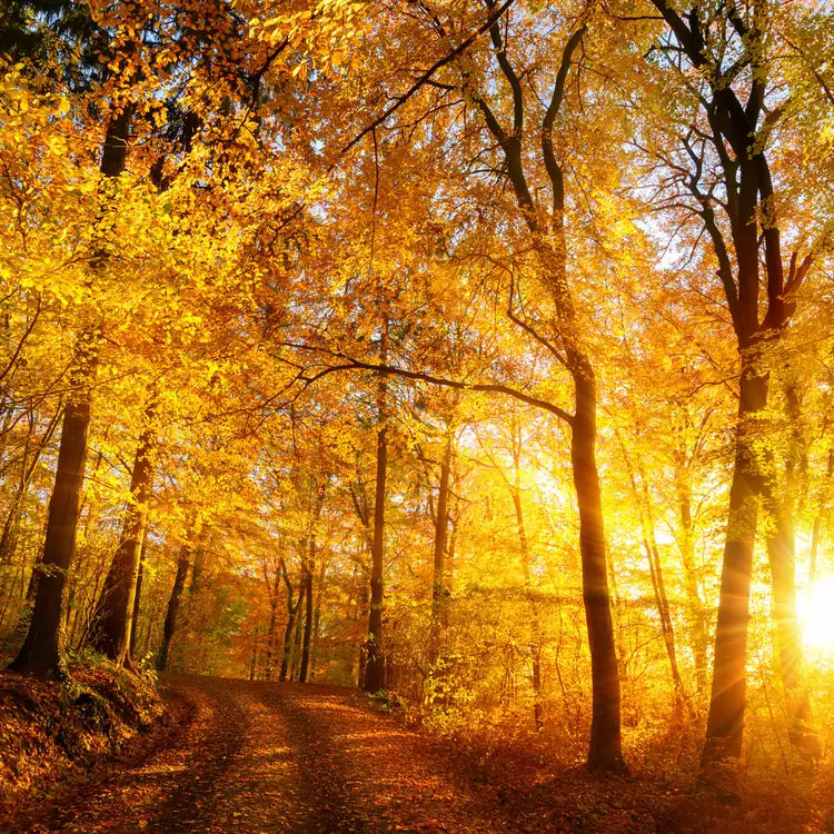 9 oz 100% Soy Wax Candle