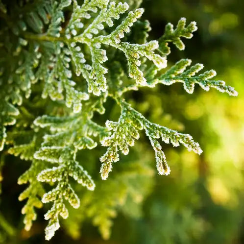 12 oz 100% Soy Wax Candle