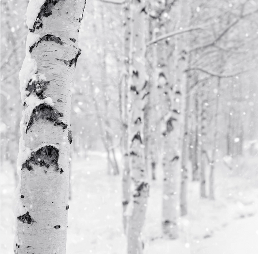 Woodland Snow