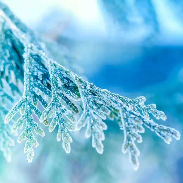 9 oz 100% Soy Wax Candle